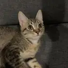 للتبني