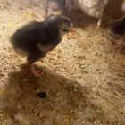 صوص دجاج زينه مشكل