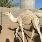 حاشي للبيع عمره حول 5شهور باتلي اوضح لباني حدر امه