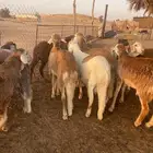 سواكن مرابي جذعان