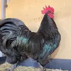 فروخ دجاج الاسترالوب