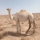 بكره لقيه طيبه