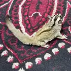 سنجاب شوقر قلايدر