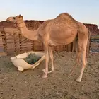 بكره حره بكر