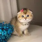 قطط صغيره سكوتش فولد للبيع