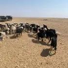 طليان نجد (( تم البيع ))