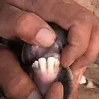للبيع فحل هجين وعل
