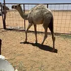 حشو قعدان بريه للبيع