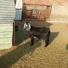 عنز حبشيه حليب وافر