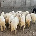 البيع طليان فل شحم البيع تفريد و جمله