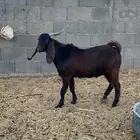 تيس قبرصي اصل