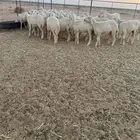 للبيع رخال حريات صنف