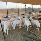 ذبايح حري طليان و رخال زواجات و مناسبات و ثلاجات و عقايق