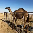 بكره لقيه صفراء عجميه