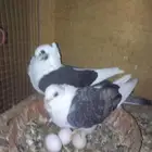 للبيع جوز حب رمان منتج