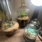 للنباتات الداخلية والتيراريوم