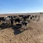 طليان نجد (( تم البيع ))