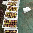 مزارع حصاد تين