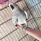 انثي كاسكو منتجه