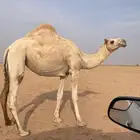 حقه غير مضربه رقم التواصل
