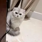 قطة سكوتش فولد لونغ هير للبيع