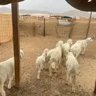 بهم تربيه الحد 560