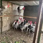 ديوك معزوله للاكل عمر سته شهور