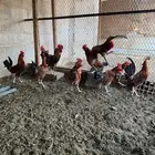 دجاج بلدي ديوك بلدي