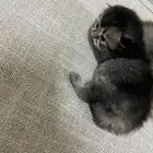 للبيع كتن سكوتش 5