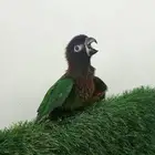 تم البيع لوري بلو استريك وليف واليف ومحجل