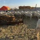 حريات حرش دفيع