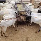 غنم مستور مرابي للجمله