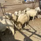 طليان