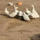 بط بكيني للبيع