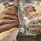 غنم سواكني تربيه 4 شهور للزواج والمناسبات