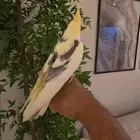 طير كروان