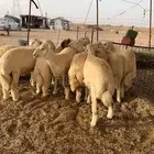 حري ذبايح مناسبات ذبائح ثلاجه يوجد صلخ وتوصيل