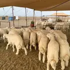 حري