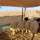 بهم نعيم تم البيع