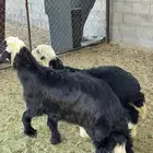 خروف ورحله نجد فل الفل