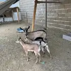 عنز بنت وعل معها جفرتين كبار