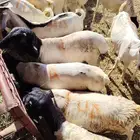تيوس وبربري وسواكن تربيه للبيع