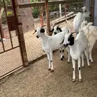 10 جفار بيشيه فاااخرة للي بيأسس مراح