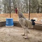 دجاج براهما وسبرايت