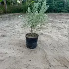 نباتات اشجار شجيرات مزرعة لتوريد اشجار الزينة