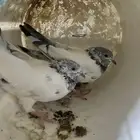 حمام بكستاني طبه
