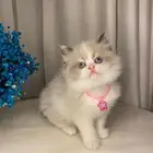 قطط كيتن بيرشن للبيع