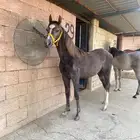 مهره عربية