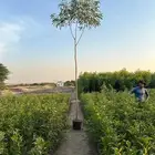 اشجار لبخ Albizia lebbeck جميع الاحجام كميات كبيرة