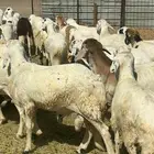 طليان سواكن